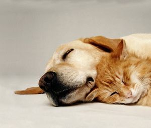 Preview wallpaper dog, cat, couple, friends, care