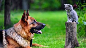 Preview wallpaper dog, cat, grass, german shepherd