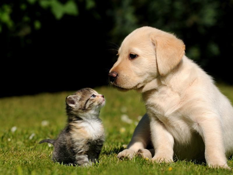 Download wallpaper 800x600 dog, cat, kitten, puppy, grass pocket pc, pda hd background