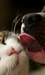 Preview wallpaper dog, cat, tongue, lick