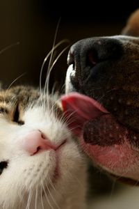 Preview wallpaper dog, cat, tongue, lick