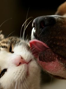 Preview wallpaper dog, cat, tongue, lick