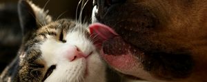Preview wallpaper dog, cat, tongue, lick