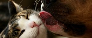 Preview wallpaper dog, cat, tongue, lick