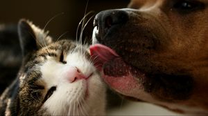 Preview wallpaper dog, cat, tongue, lick
