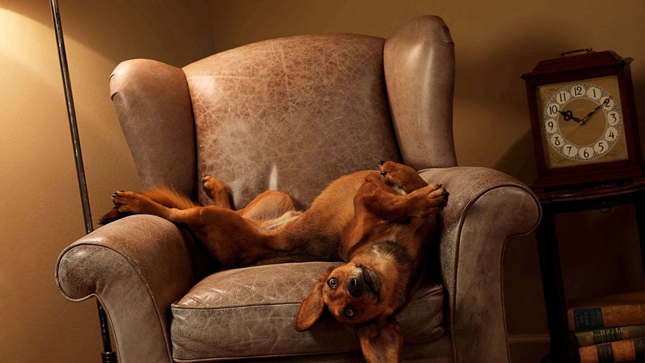 Wallpaper dog, chair, lie down, playful
