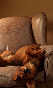 Preview wallpaper dog, chair, lie down, playful