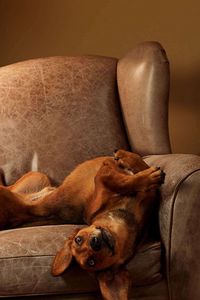 Preview wallpaper dog, chair, lie down, playful