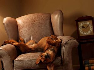 Preview wallpaper dog, chair, lie down, playful