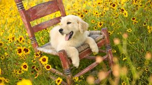 Preview wallpaper dog, chair, lying, flowers