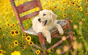 Preview wallpaper dog, chair, lying, flowers