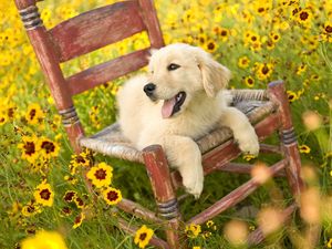 Preview wallpaper dog, chair, lying, flowers