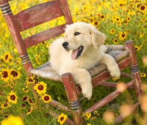 Preview wallpaper dog, chair, lying, flowers