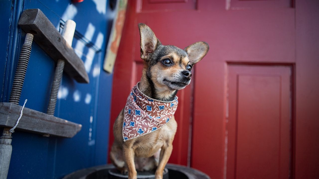 Wallpaper dog, chihuahua, handkerchief, small