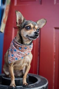 Preview wallpaper dog, chihuahua, handkerchief, small