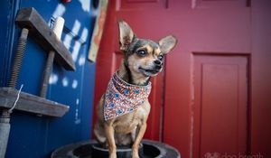 Preview wallpaper dog, chihuahua, handkerchief, small
