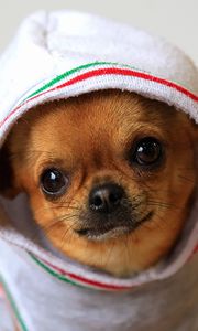 Preview wallpaper dog, chihuahua, puppy, clothing, costume