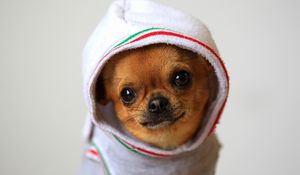 Preview wallpaper dog, chihuahua, puppy, clothing, costume