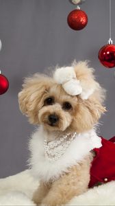 Preview wallpaper dog, christmas ornaments, face, holiday