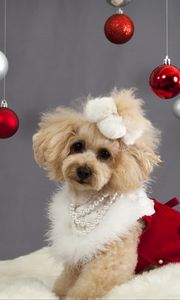 Preview wallpaper dog, christmas ornaments, face, holiday