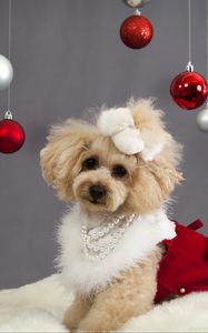 Preview wallpaper dog, christmas ornaments, face, holiday