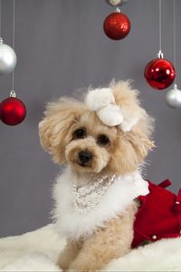 Preview wallpaper dog, christmas ornaments, face, holiday