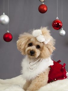 Preview wallpaper dog, christmas ornaments, face, holiday