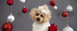 Preview wallpaper dog, christmas ornaments, face, holiday