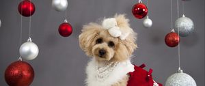 Preview wallpaper dog, christmas ornaments, face, holiday