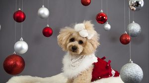 Preview wallpaper dog, christmas ornaments, face, holiday
