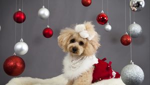 Preview wallpaper dog, christmas ornaments, face, holiday