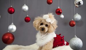 Preview wallpaper dog, christmas ornaments, face, holiday