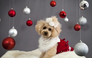 Preview wallpaper dog, christmas ornaments, face, holiday