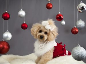 Preview wallpaper dog, christmas ornaments, face, holiday