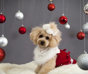 Preview wallpaper dog, christmas ornaments, face, holiday