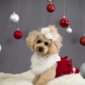 Preview wallpaper dog, christmas ornaments, face, holiday