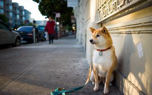 Preview wallpaper dog, city, street, sit