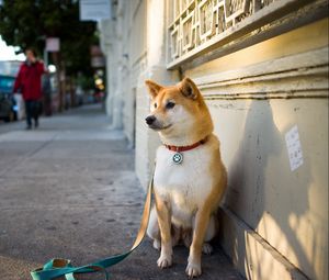 Preview wallpaper dog, city, street, sit