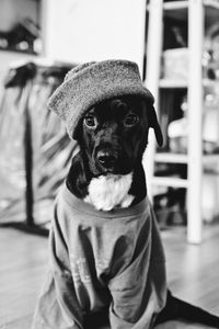 Preview wallpaper dog, clothes, bw, pet