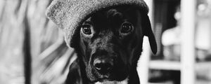 Preview wallpaper dog, clothes, bw, pet