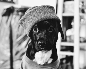 Preview wallpaper dog, clothes, bw, pet