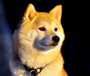 Preview wallpaper dog, collar, eyes, beautiful