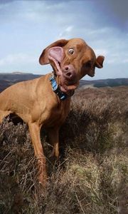 Preview wallpaper dog, collar, field, grass, wind, cloudy