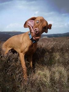 Preview wallpaper dog, collar, field, grass, wind, cloudy