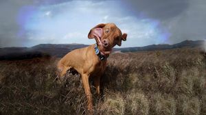 Preview wallpaper dog, collar, field, grass, wind, cloudy