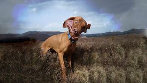 Preview wallpaper dog, collar, field, grass, wind, cloudy