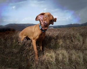 Preview wallpaper dog, collar, field, grass, wind, cloudy