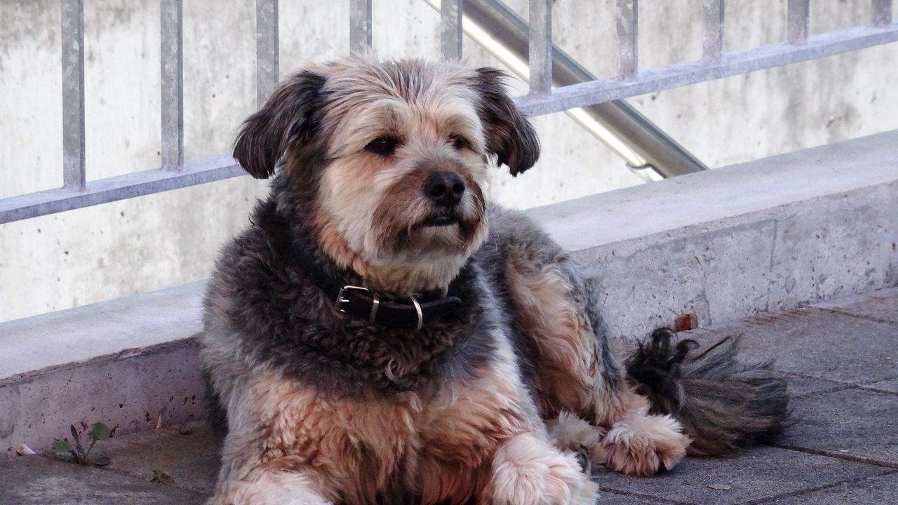 Wallpaper dog, collar, lying, street