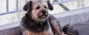 Preview wallpaper dog, collar, lying, street