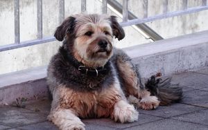 Preview wallpaper dog, collar, lying, street